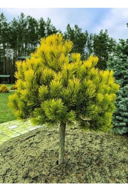 Компактна сосна Швайзер Турист для саду.